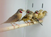 Cut throat finch