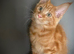 Full Maine coon male kittens