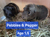Guineapig boys age 1.5