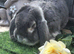 Blue Fox french lop buck