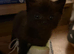 2 Black Boys kittens