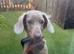 Long hair mini dachshunds