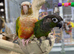 Green cheek conure