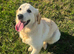 Gorgeous Female Golden Retriever for Sale