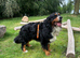Beautiful Bernese Mountain dog