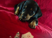 dachshund pups