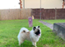 Pomeranian puppies 2 girls 1 boy