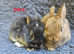 Pure Bred Netherland Dwarf Babies