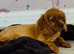 Stunning Cockalier Puppies