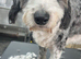 Dog grooming Salon Exeter - pick up available