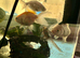 4 goldfish for sale to go althogether