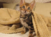 Bengal kitten