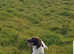 Springer Spaniel Stud