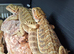 Baby bearded dragons for sale