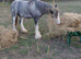 Blue Blagdon Cob mare 12.1hh ride/drive