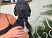 pointerdor x lurcher