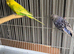 2 Budgies breeding pairs left for sale