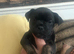 FRENCH BULLDOG CROSS