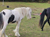 8mth old colt colored cob