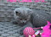 GCCF Blue British Short Hair Kittens