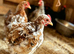 Trio of Breeding Bantams