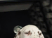 Six beautiful dalmatian puppies