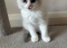 Ragdoll kittens