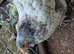 Pekin bantams, hens fully laying