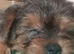 Merle boy and a black and tan biewer yorkie