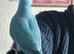 Beautiful Ringneck