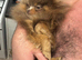 Rare lilac n tan Kc registered Puppy size Pomeranian