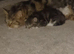 MAIN COON KITTENS Adorable fluffy beauty's