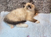GCCF Registered Ragdoll Kittens