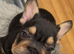 French bulldogs