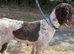 Wendy.Beautiful Poodle Searching For Soulmate