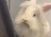 Gorgeous White Lionhead Doe with Stunning Blue Eyes &ndash; &pound;50