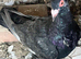 Pair of Syrian young pigeons