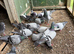 Pigeons