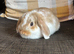 1 beautiful female mini lop ready to reserve
