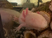 Axelot