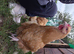 6 Buff Orpington Hatching Eggs