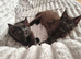 Cute kittens 2 boys