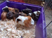 Guinea pigs,