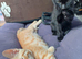 Mixed breed boy mum bengal 9 weeks