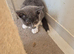 Beautiful kittens for sale