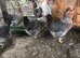 CREAM LEGBAR HATCHING EGGS FOR SALE