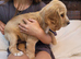 Gorgeous lemon cocker spaniel pup
