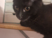 Kittens for rehoming