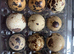 Jumbo Coturnix Quail hatching eggs
