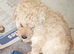 Miniature poodle